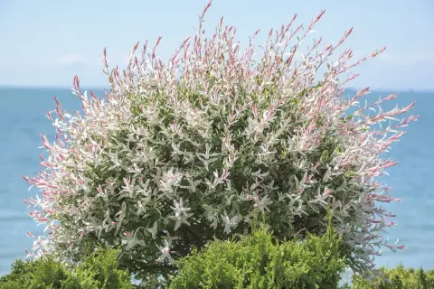 Un magnifique saule crevette buisson aux feuilles panachées de blanc et de rose, se dresse devant une mer bleue et un ciel clair.