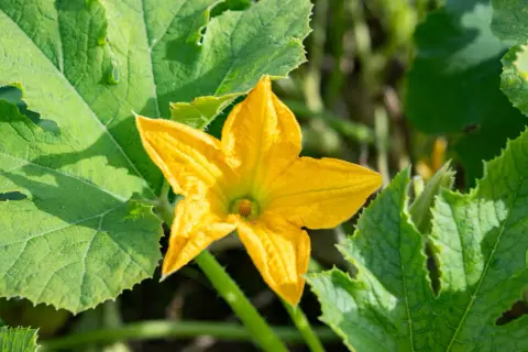 Fleur de courgette mâle, d'un jaune éclatant, s'épanouit au milieu de grandes feuilles vertes texturées.