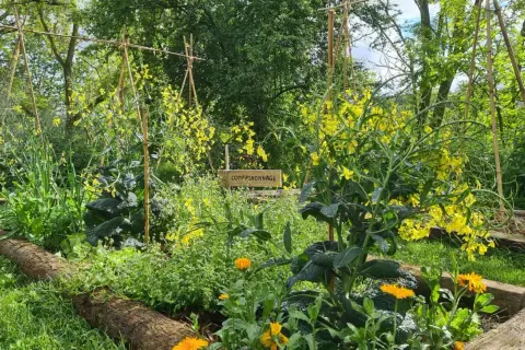 Un potager en permaculture luxuriant, avec des fleurs jaunes éclatantes et des légumes verts. Un panneau indique "Compagnonnage".
