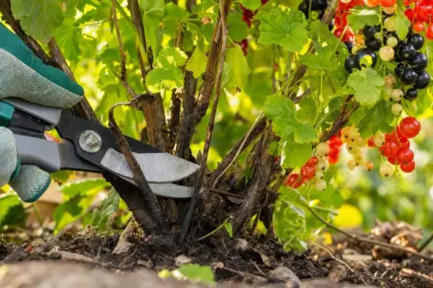 Un jardinier taille un cassissier chargé de fruits rouges et noirs. C'est le bon moment pour savoir quand tailler les cassissiers.