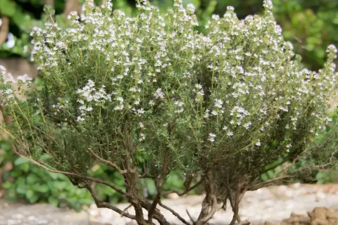 Un buisson de thym en pleine floraison, prêt à être récolté. Ses petites fleurs blanches et ses tiges robustes invitent à planter du thym pour parfumer vos plats.