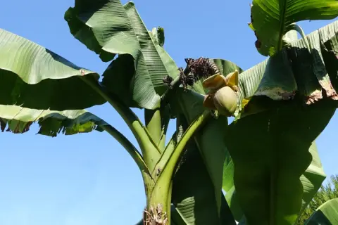 Gros bananier extérieur avec de grandes feuilles vertes et une fleur de bananier naissante sous un ciel bleu clair.