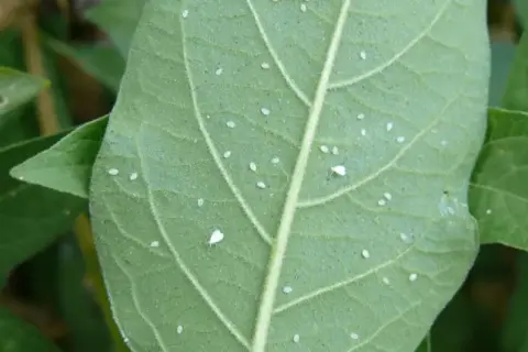 Feuille verte couverte de minuscules pucerons blancs.