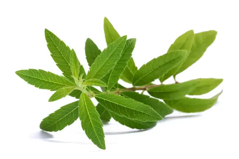 Une branche de verveine citronnelle aux feuilles vertes vives, parfaite quand ramasser la verveine pour la faire sécher.