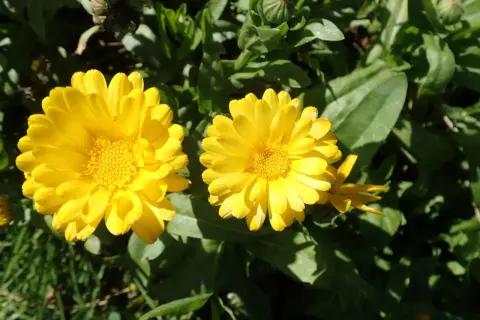 Deux soucis fleur jaunes éclatants, baignés de soleil, se dressent fièrement parmi le feuillage vert.