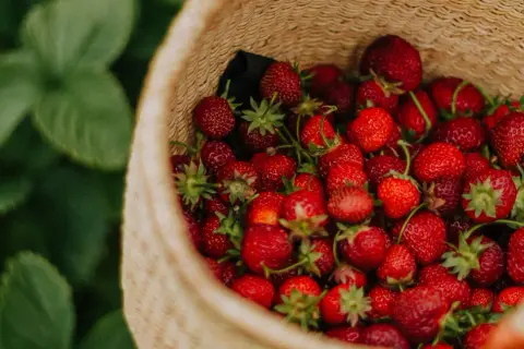 Panier rempli de fraises rouges et juteuses, prêtes pour l'entretien fraisier. Les feuilles vertes des plants de fraises sont visibles en arrière-plan.