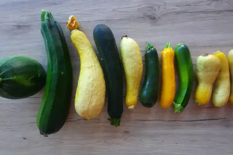 Une belle variété de courgettes, rondes, longues, vertes et jaunes, alignées sur un fond en bois.