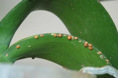 Feuilles vertes d'une plante envahies par des cochenilles. Voici comment se débarrasser des cochenilles pour sauver votre plante.