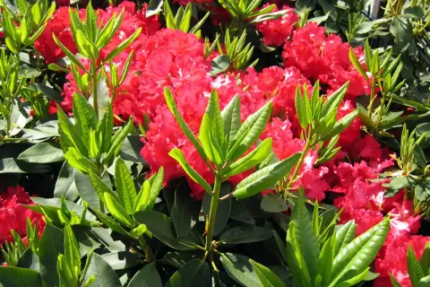 Magnifique exposition de rhododendrons aux fleurs rouges éclatantes et au feuillage vert luxuriant.