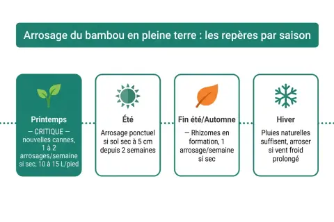 Guide saisonnier pour l'arrosage du bambou : printemps critique pour les nouvelles pousses, été ponctuel si sec, automne pour les rhizomes, hiver avec pluies naturelles.