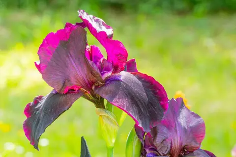 Fleur d'iris aux pétales sombres et violets, bordés de rose vif, épanouie dans une plantation d'iris ensoleillée.