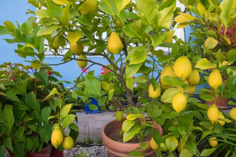 Un citronnier chargé de fruits jaunes dans un pot. Il est temps de savoir quand rempoter un citronnier pour qu'il continue de prospérer.