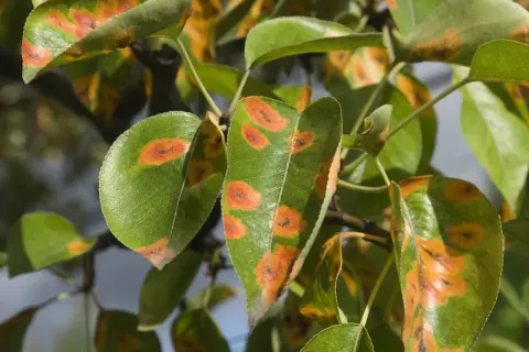 Feuilles vertes parsemées de taches orangées et brunes, évoquant la rouille de l'ail, sur un arbre.