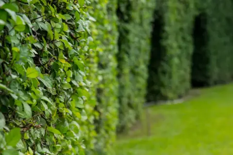 Une haie vive luxuriante borde une pelouse verte. Les feuilles denses créent un mur végétal naturel, invitant à la promenade.