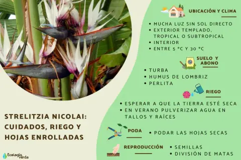 Gros plan sur une fleur d'oiseau du paradis, avec des conseils pour l'entretien de la Strelitzia Nicolai.