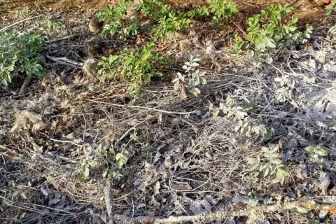 Terre recouverte de brindilles sèches, de feuilles mortes et d'une fine couche de cendre dans un jardin. Des pousses vertes émergent timidement.