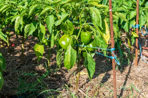 Gros poivrons verts mûrs sur une poivron plante, soutenue par des tuteurs rouillés et des liens bleus. Le sol est couvert de paillis.