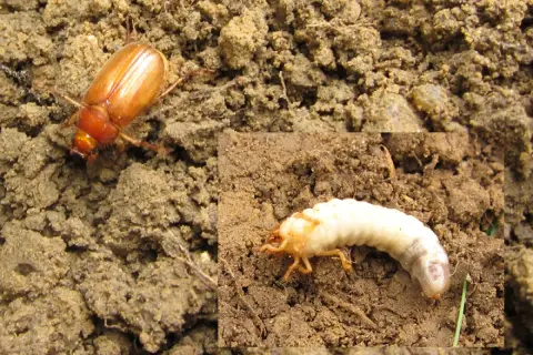 Un hanneton brun et sa larve, la larve de hanneton, se prélassent dans la terre.