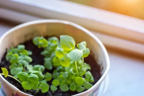 Jeunes pousses de basilic dans un pot, prêtes à être plantées. La lumière du soleil illumine les feuilles vertes.