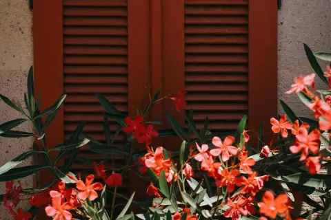 Des fleurs de laurier rose éclatantes devant des volets rouges. Un **puceron laurier rose** pourrait se cacher parmi ces belles fleurs.