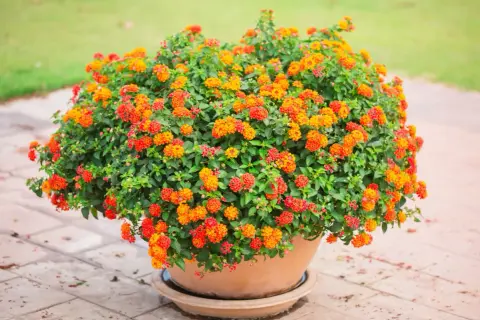 Gros buisson de fleurs orange et rouges dans une plante en pot plein soleil, sur un sol pavé.