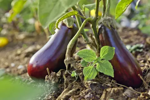 Deux aubergines violettes, prêtes à être cueillies à pleine maturité, poussent sur leur plant dans un sol terreux.