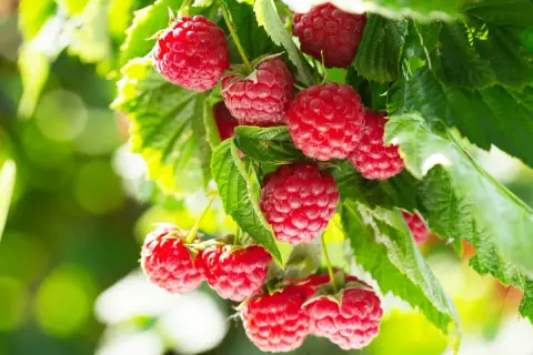 Gros plan sur des framboises rouges et juteuses sur une branche, prêtes à être cueillies. Un bon engrais framboisier a permis cette belle récolte.
