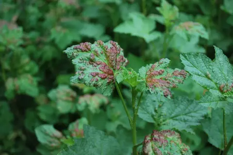 Feuilles vertes couvertes de pustules rouges, signe d'une maladie du mirabellier.