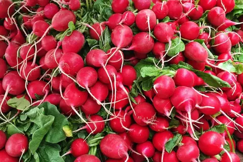 Un tas de radis rouges vifs, prêts à être dégustés. Leur piquant naturel, une question de chimie, est une surprise gustative.