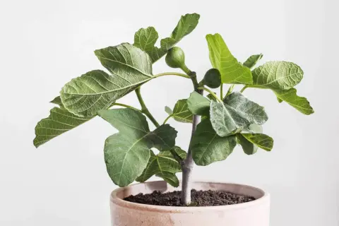 Jeune figuier en pot, ses feuilles vertes et lobées montrent des signes de **maladie des feuilles**, avec quelques taches grisâtres.