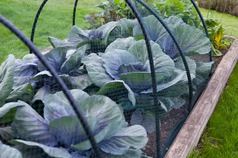 Choux rouges protégés par un filet dans un potager, à l'abri des limaces.