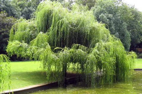 Un magnifique saule pleureur aux branches tombantes se reflète dans l'eau d'un étang, entouré d'une pelouse verte et d'arbres luxuriants.