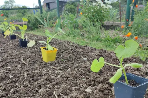 Jeunes plants de courgettes en pots, prêts à être repiqués. Le potager attend patiemment quand ramasser les courgettes.