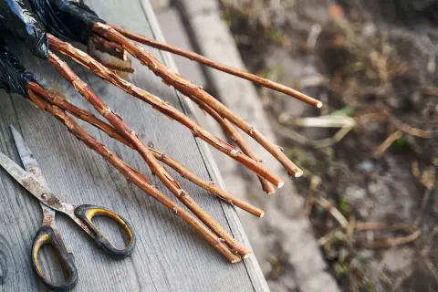 Des framboisiers prêts à être plantés, avec des ciseaux à portée de main. Le printemps est le moment idéal quand planter framboisier pour de belles récoltes.