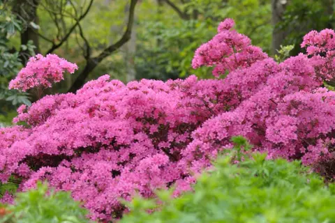 Un magnifique rhododendron rose, prêt à tailler pour une floraison éclatante.