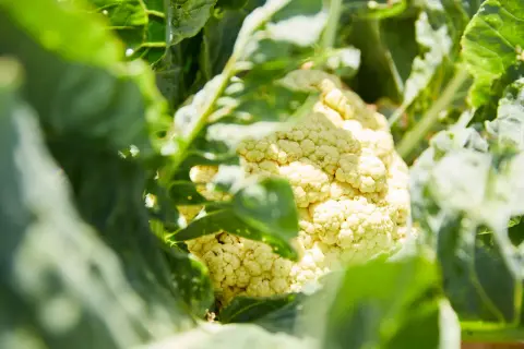 Gros plan sur une tête de chou-fleur blanc crémeux, cachée par ses grandes feuilles vertes. La culture du chou-fleur est un art.
