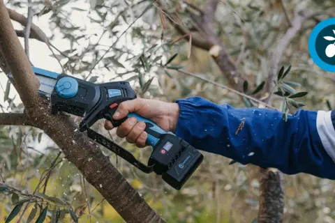 Une main utilise une tronçonneuse électrique pour tailler un olivier. C'est le moment idéal pour savoir quand tailler un olivier.