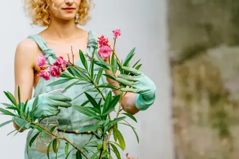Une femme aux cheveux bouclés arrose un laurier rose en hiver, ses mains gantées de vert tenant un vaporisateur.