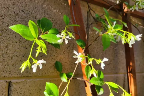 Des fleurs blanches délicates de jasmin grimpent sur un treillage en bois, leurs feuilles vertes brillantes capturant la lumière du soleil.