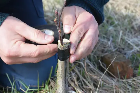Main d'un jardinier réalisant une greffe abricotier. Il fixe une branche sur un porte-greffe avec du ruban adhésif noir.