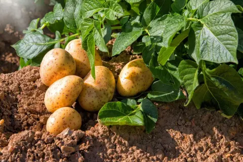 Pommes de terre fraîchement sorties de terre, prêtes à être récoltées. Un signe que c'est le bon moment pour savoir quand récolter les pommes de terre.