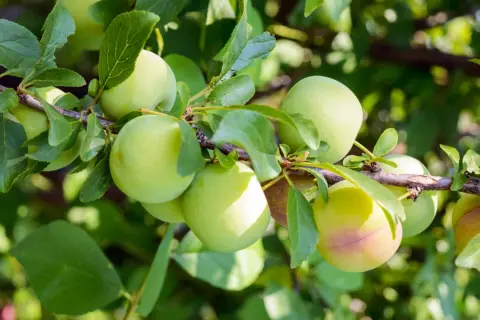 Des prunes vertes, encore un peu immatures, sur une branche. Ces fruits de saison promettent une belle récolte.