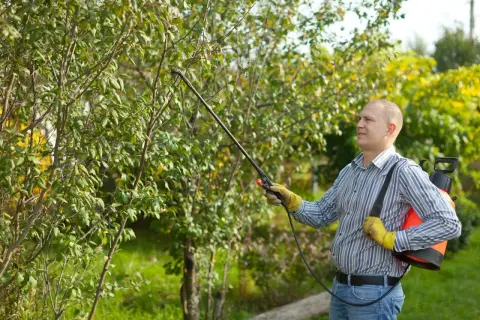 Un homme traite un arbre avec un pulvérisateur, appliquant de la bouillie bordelaise pour protéger les plantes.