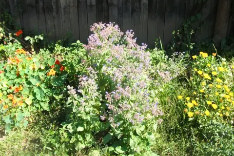 Un jardin ensoleillé avec une liste des fleurs comestibles : capucines orange, bourrache bleue et soucis jaunes.