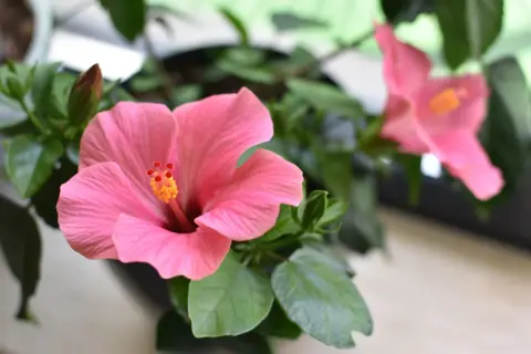 Gros plan sur une fleur d'hibiscus rose vif, avec une autre fleur floue en arrière-plan. Un bourgeon est visible. L'entretien de cet hibiscus est un plaisir.