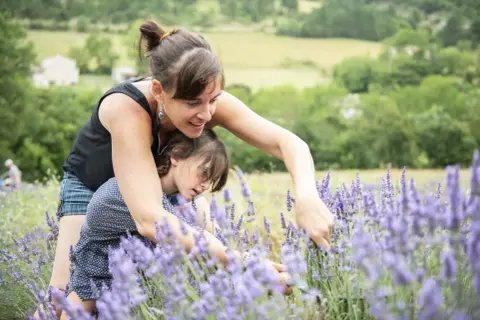 Une mère et sa fille cueillent de la lavande, découvrant la différence entre lavande et lavandin dans un champ ensoleillé.