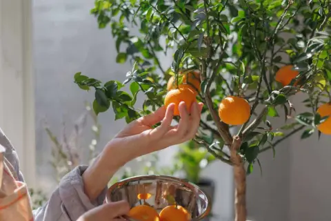 Main d'une personne cueillant un fruit d'un oranger en pot, avec un bol rempli d'oranges.
