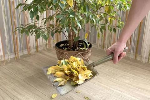Une pelle ramasse les feuilles jaunes tombées d'un ficus qui perd ses feuilles.