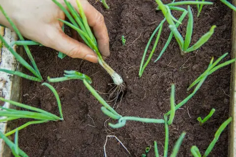 Main d'un jardinier repiquant des jeunes poireaux dans un potager.