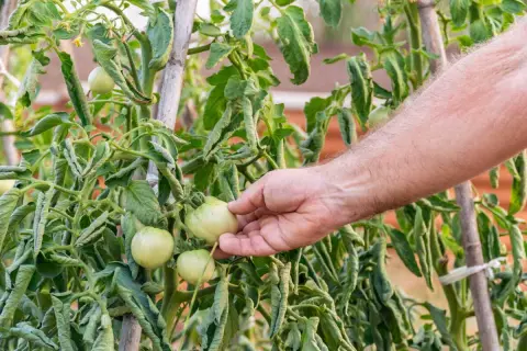 Main qui examine des tomates vertes et des feuilles flétries, se demandant pourquoi mes tomates ne grossissent pas.